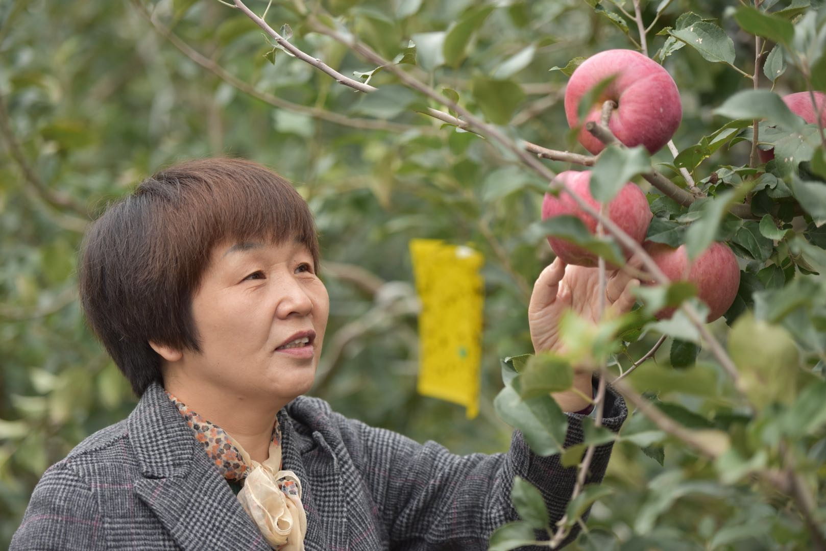 白水苹果张皓强新闻发布会权威部门话开局系列主题新闻发布会