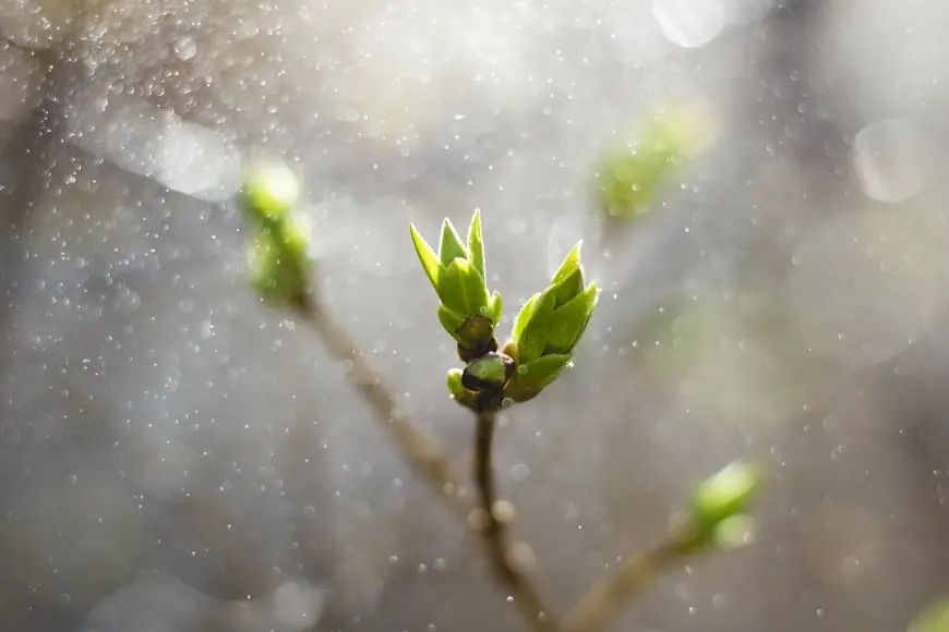 春雨科普苹果版夏普果果投屏app-第2张图片-太平洋在线下载